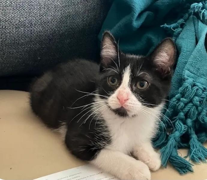 Claudia, Adoptable, Kitten Female Tuxedo.