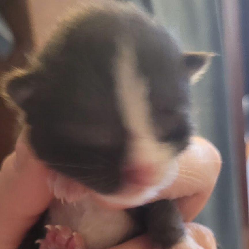 Enlarge Clove, a Adoptable American Shorthair in Midland, MI image 3/3