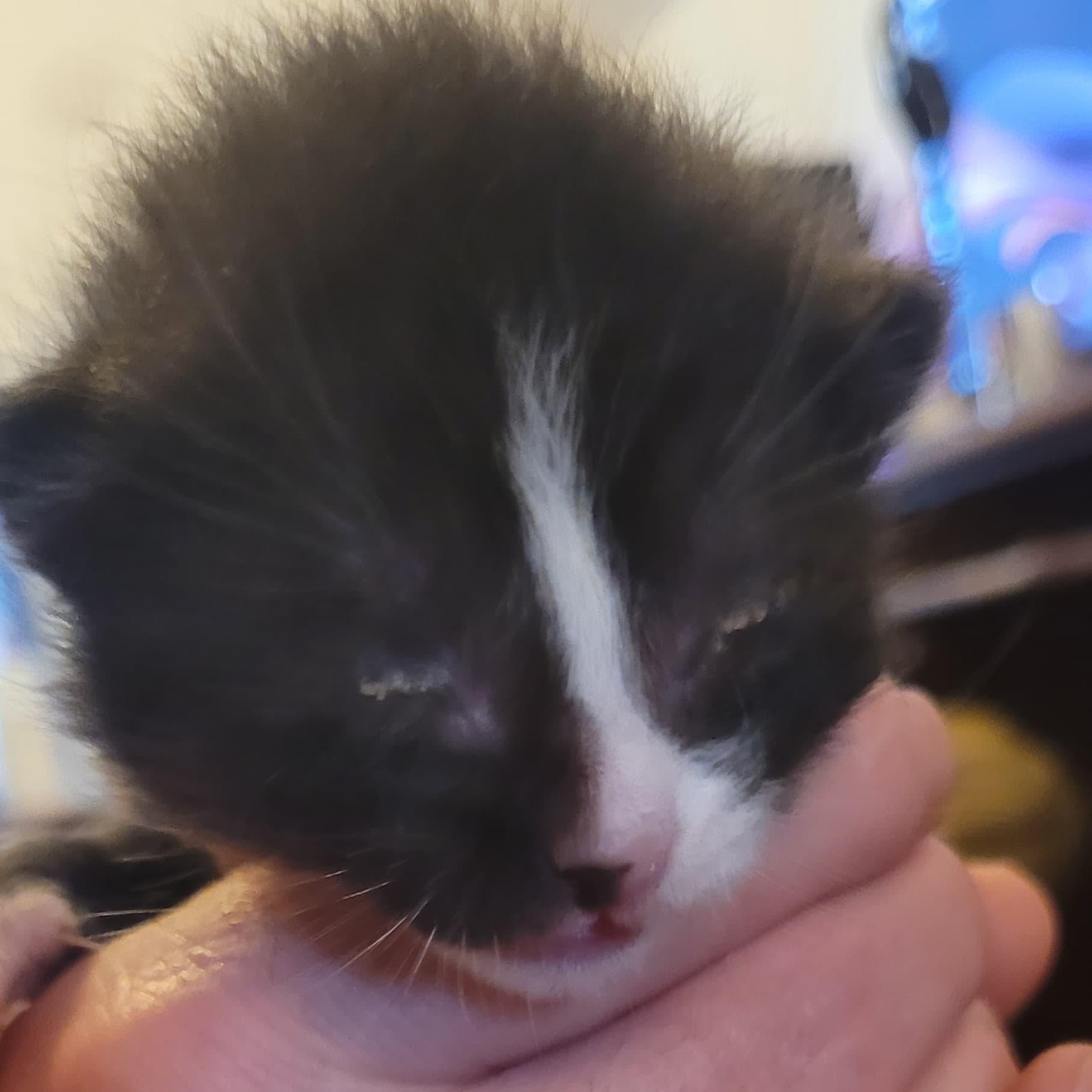 Clove, Adoptable, Kitten Female American Shorthair.