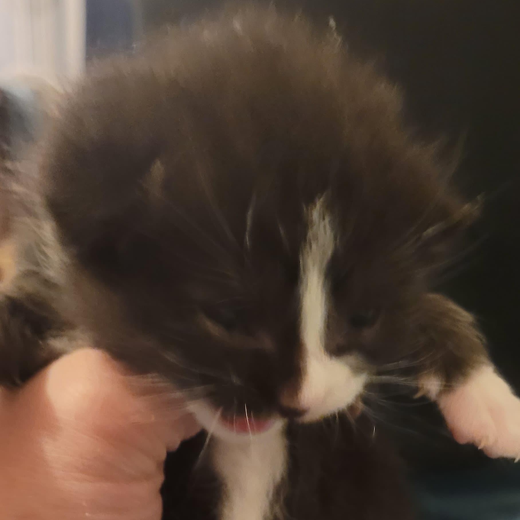 Enlarge Clove, a Adoptable American Shorthair in Midland, MI image 2/3