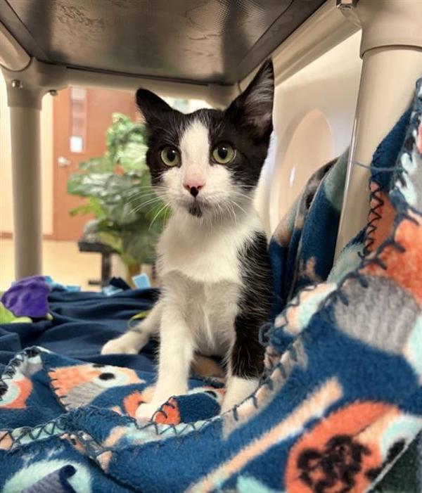 Tripp, Adoptable, Kitten Male Domestic Short Hair.