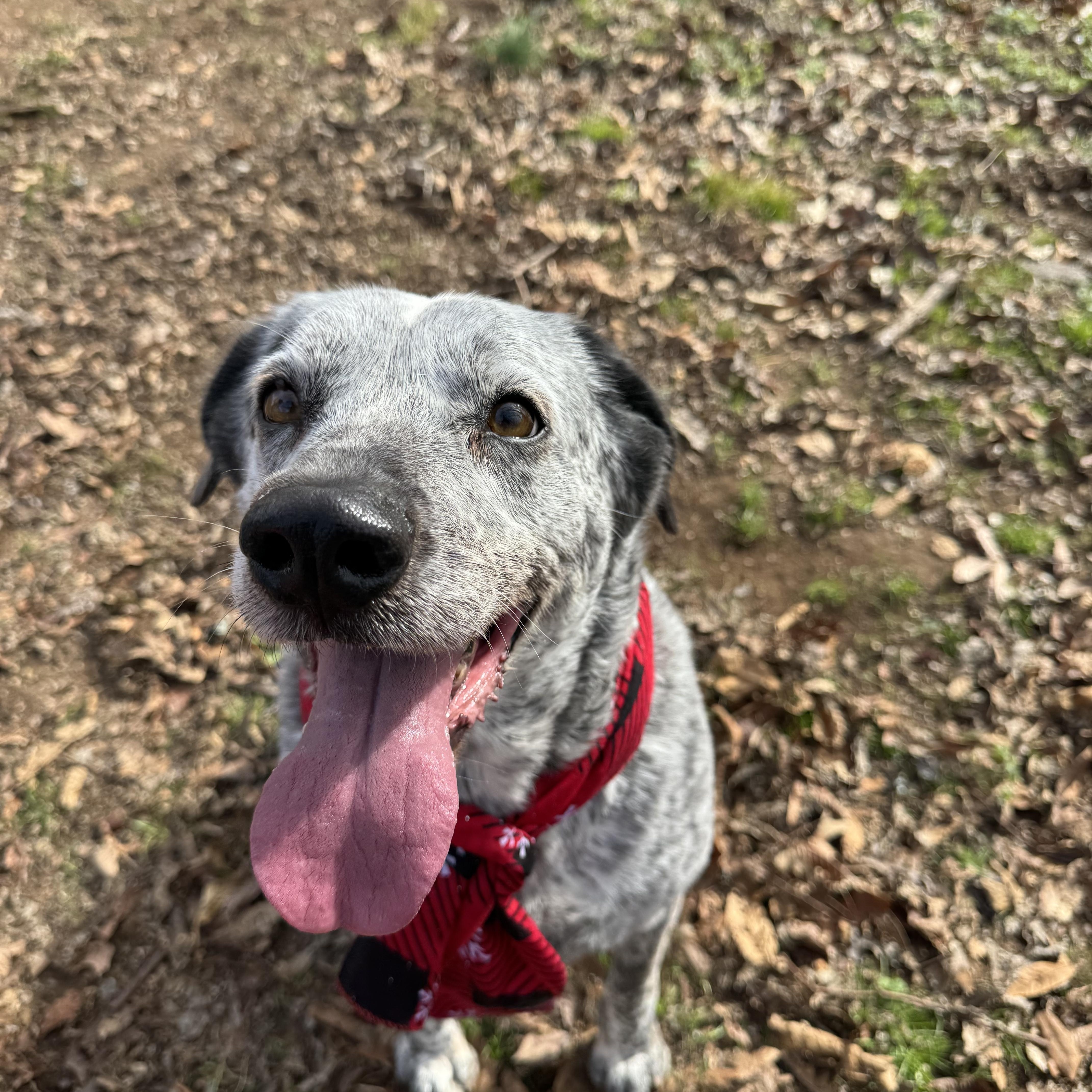 Enlarge Daisy , a ADOPTABLE mixed breed in Loudon, TN image 1/3