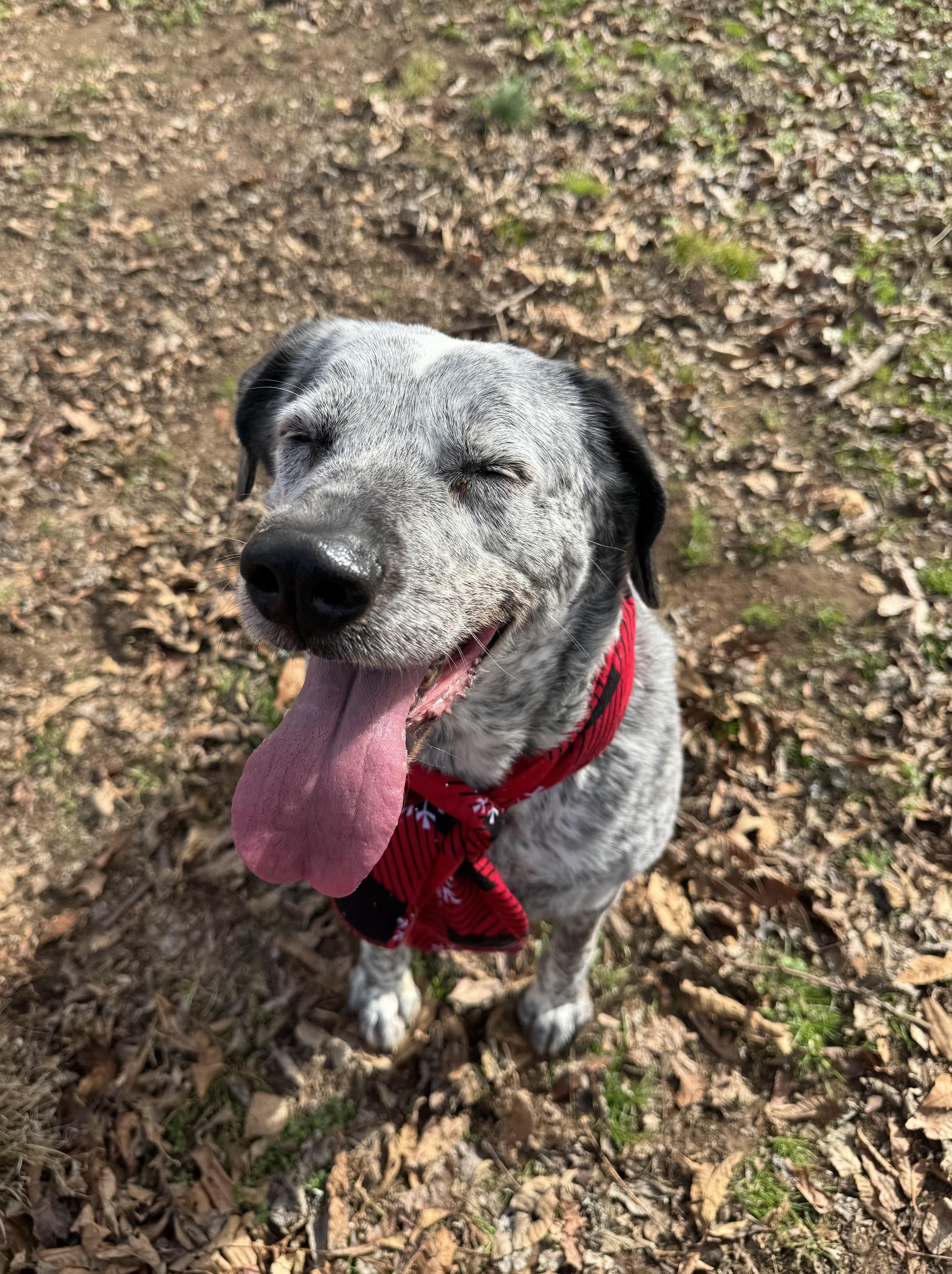 Enlarge Daisy , a ADOPTABLE mixed breed in Loudon, TN image 2/3