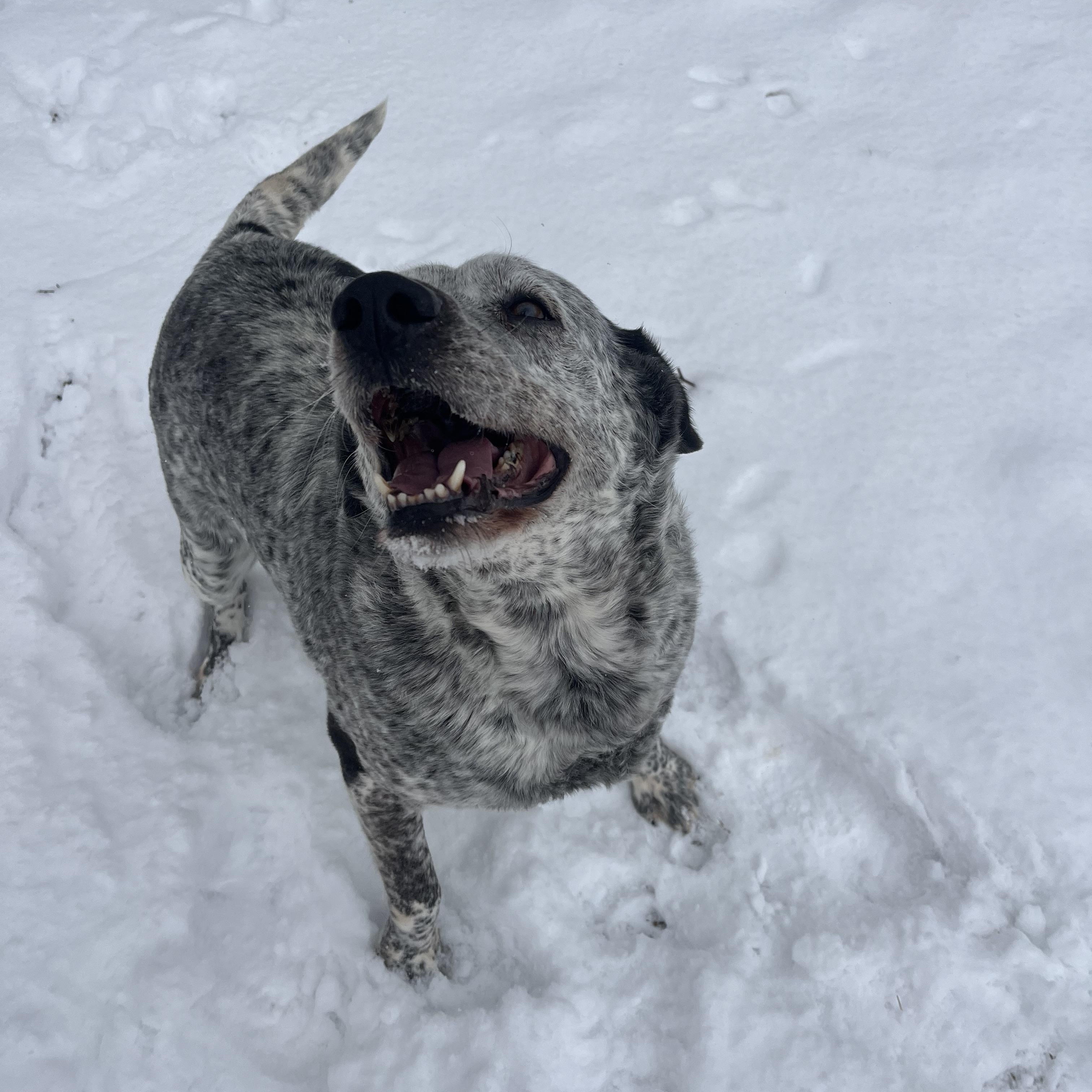 Enlarge Daisy , a ADOPTABLE mixed breed in Loudon, TN image 3/3