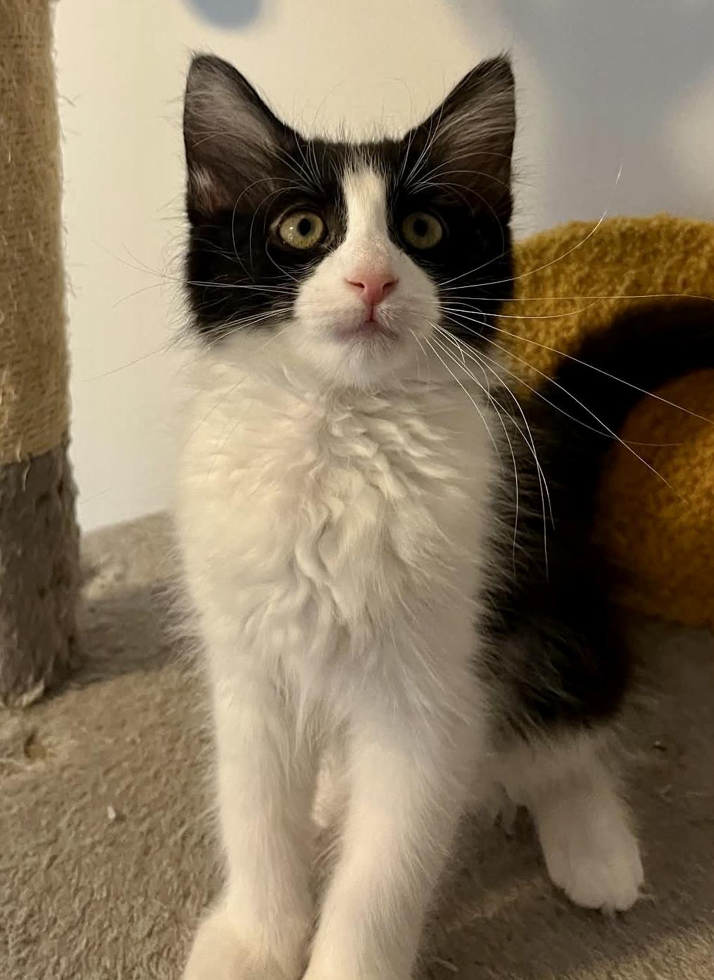 Bobby, Adoptable, Kitten Male Domestic Short Hair.