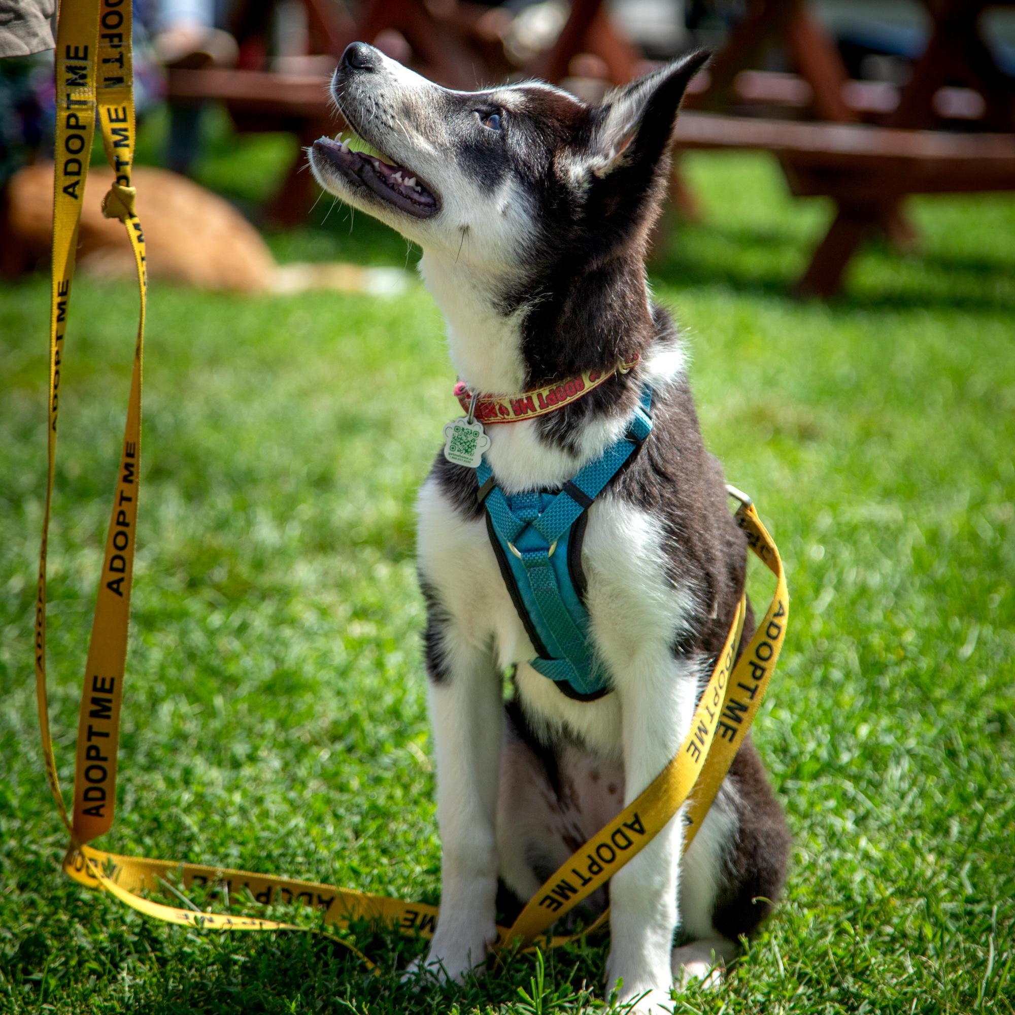 Enlarge Lottie, a ADOPTABLE mixed breed in Mississauga, ON image 2/4