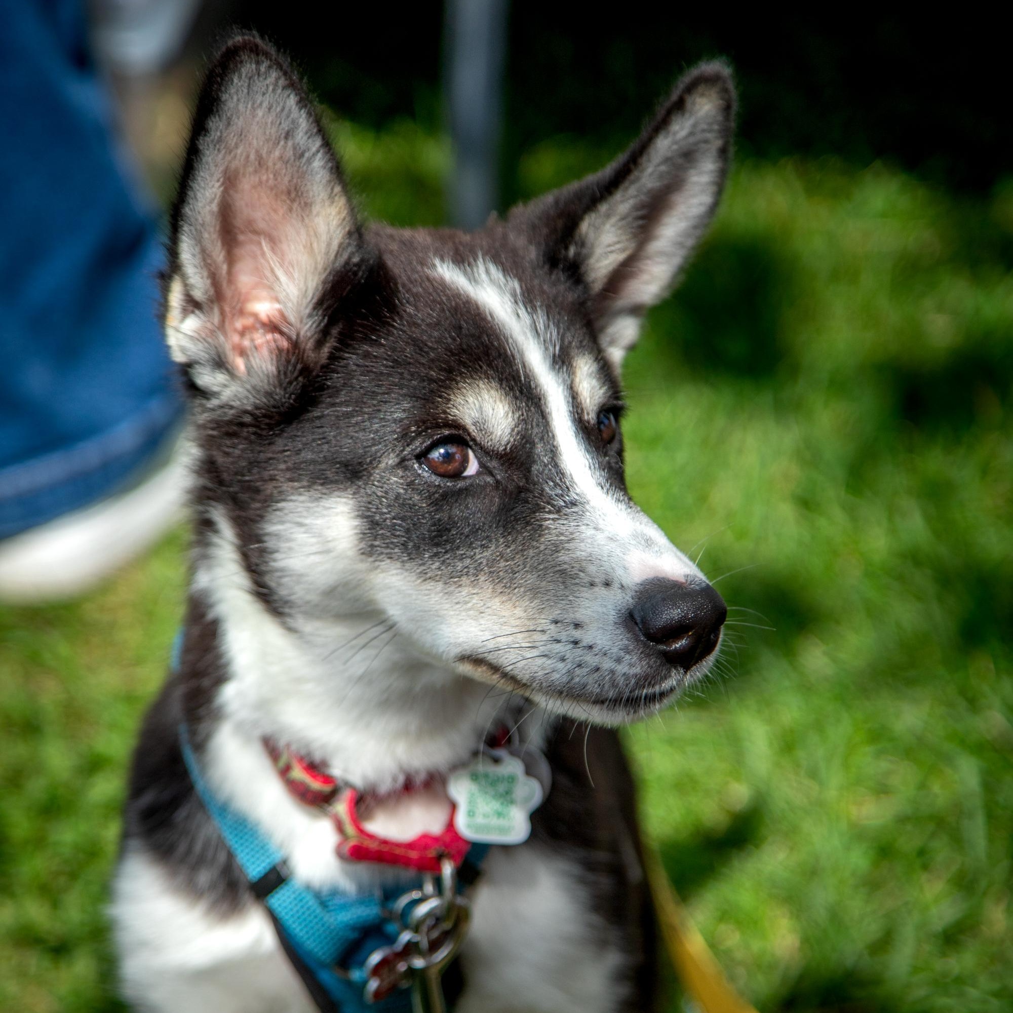 Enlarge Lottie, a ADOPTABLE mixed breed in Mississauga, ON image 3/4