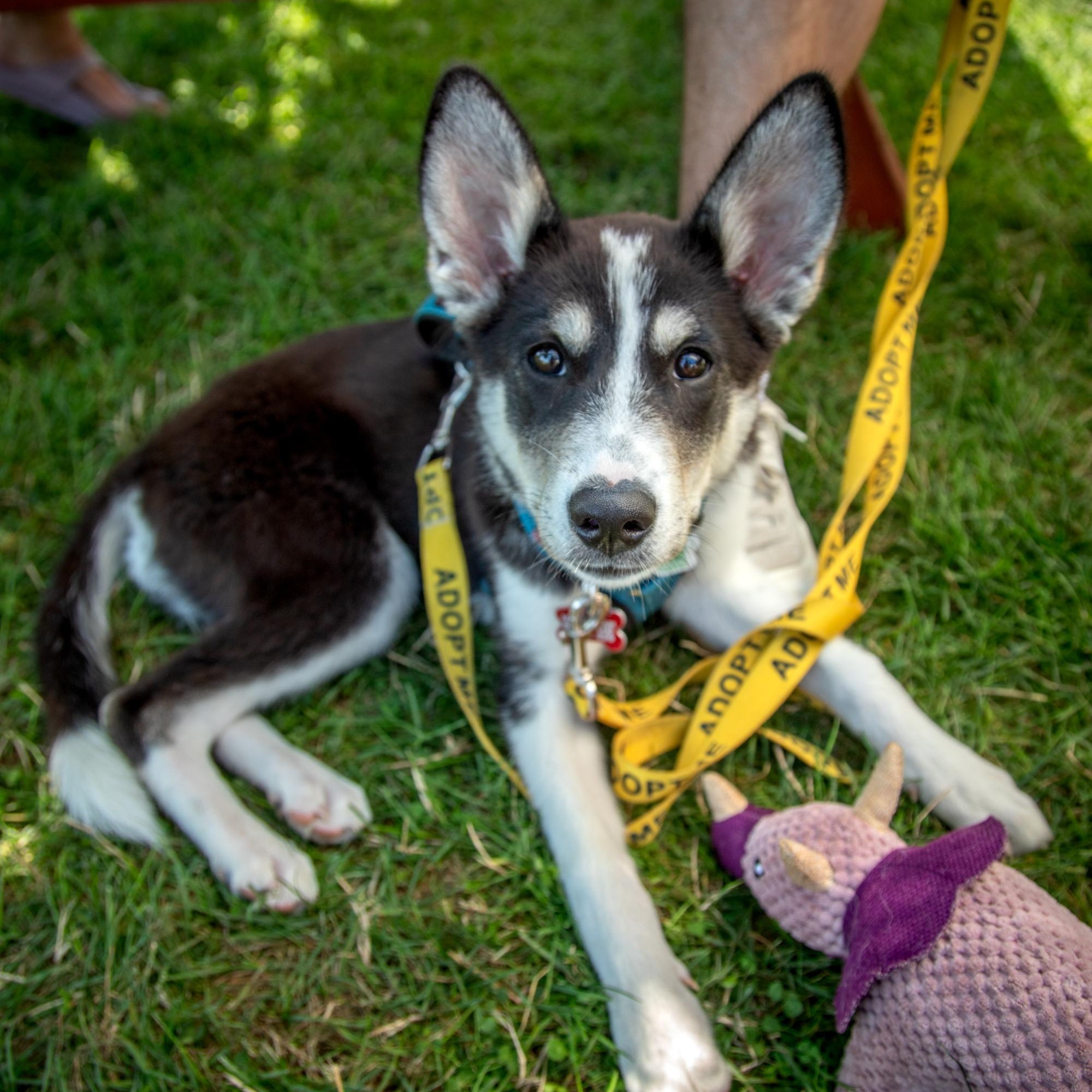 Enlarge Lottie, a ADOPTABLE mixed breed in Mississauga, ON image 4/4