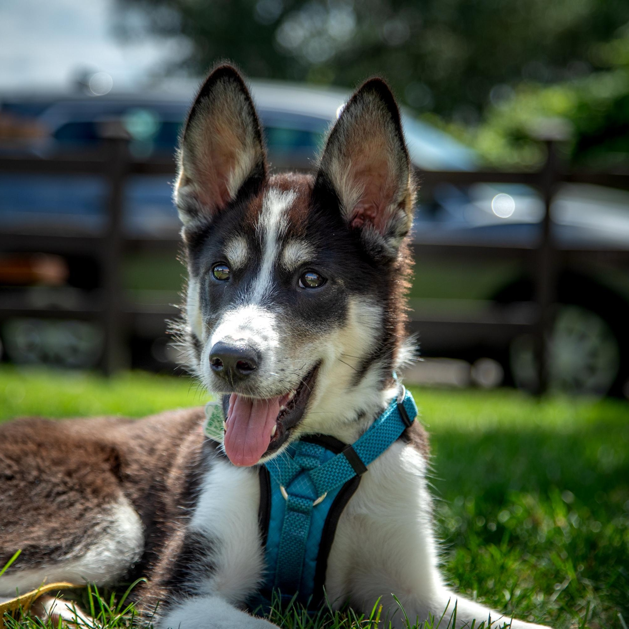 Enlarge Lottie, a ADOPTABLE mixed breed in Mississauga, ON image 1/4