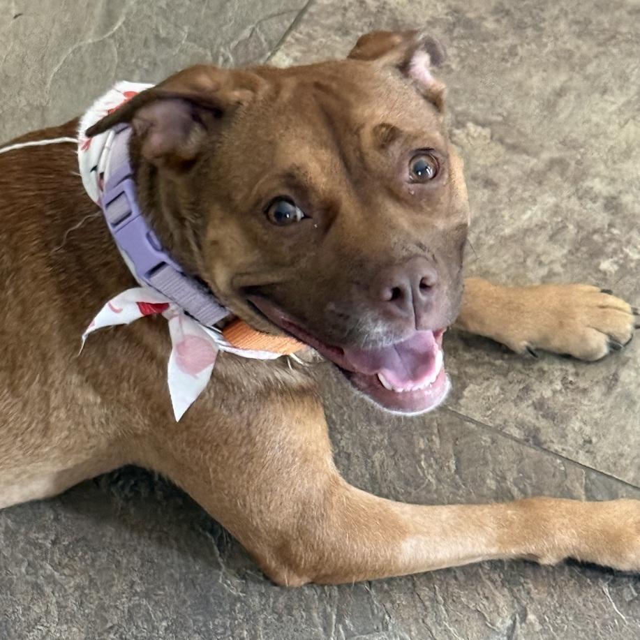 Enlarge Peach Pit, a Adoptable mixed breed in New York, NY image 4/6