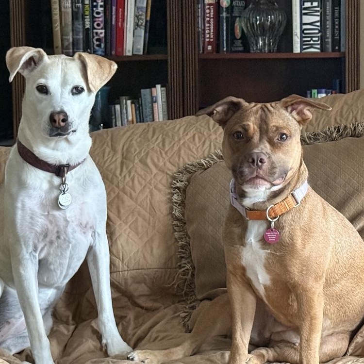 Enlarge Peach Pit, a Adoptable mixed breed in New York, NY image 2/6