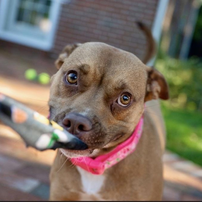Enlarge Peach Pit, a Adoptable mixed breed in New York, NY image 1/6