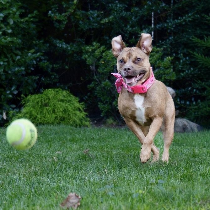 Enlarge Peach Pit, a Adoptable mixed breed in New York, NY image 5/6
