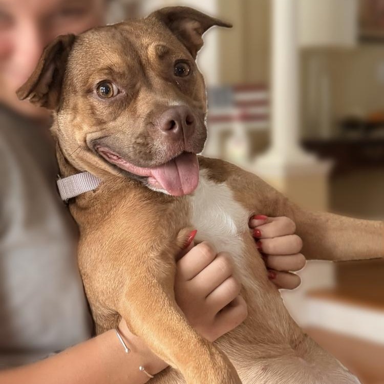 Peach Pit, Adoptable, Young Female Pit Bull Terrier.