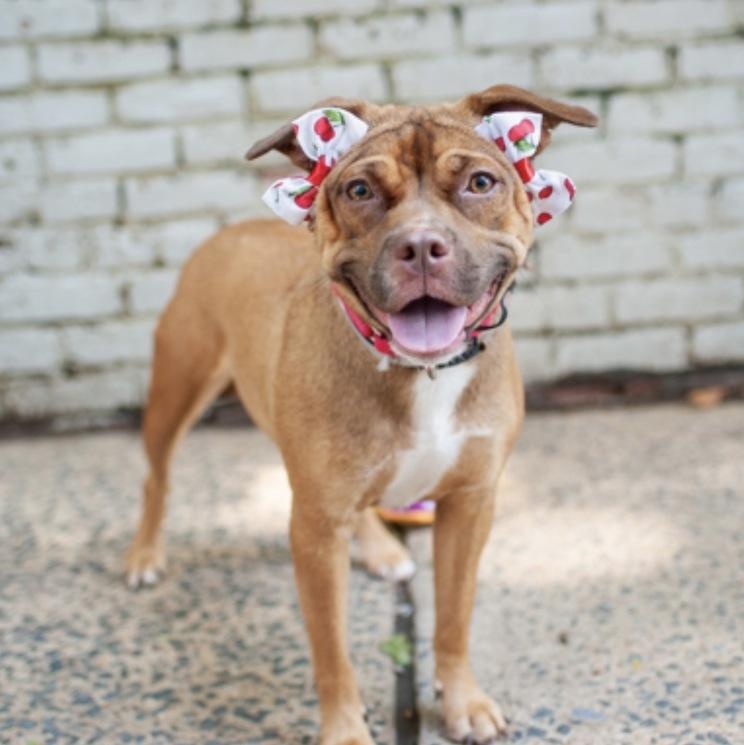 Enlarge Peach Pit, a Adoptable mixed breed in New York, NY image 5/6