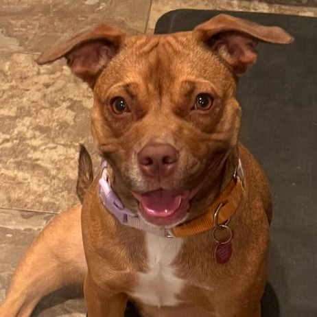 Enlarge Peach Pit, a Adoptable mixed breed in New York, NY image 3/6