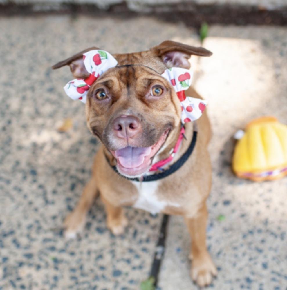 Enlarge Peach Pit, a Adoptable mixed breed in New York, NY image 6/6