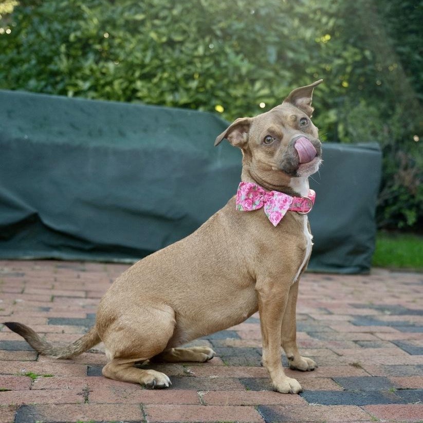 Enlarge Peach Pit, a Adoptable mixed breed in New York, NY image 4/6