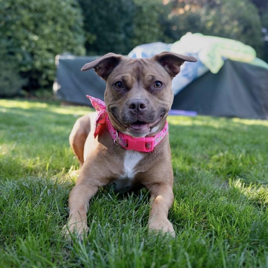 Enlarge Peach Pit, a Adoptable mixed breed in New York, NY image 2/6