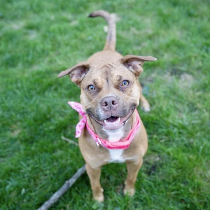 Enlarge Peach Pit, a Adoptable mixed breed in New York, NY image 6/6