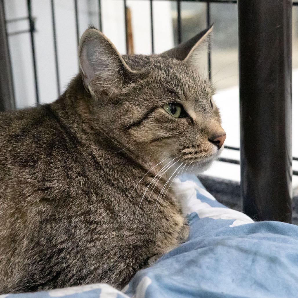 Twyla, Adoptable, Adult Female Domestic Short Hair.