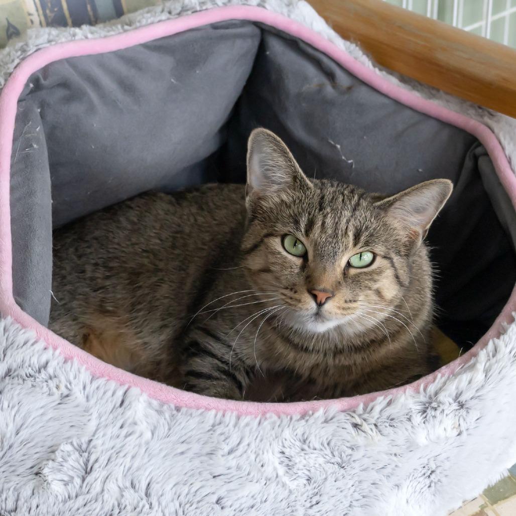 Enlarge Twyla, a Adoptable Domestic Short Hair in McKean, PA image 2/5