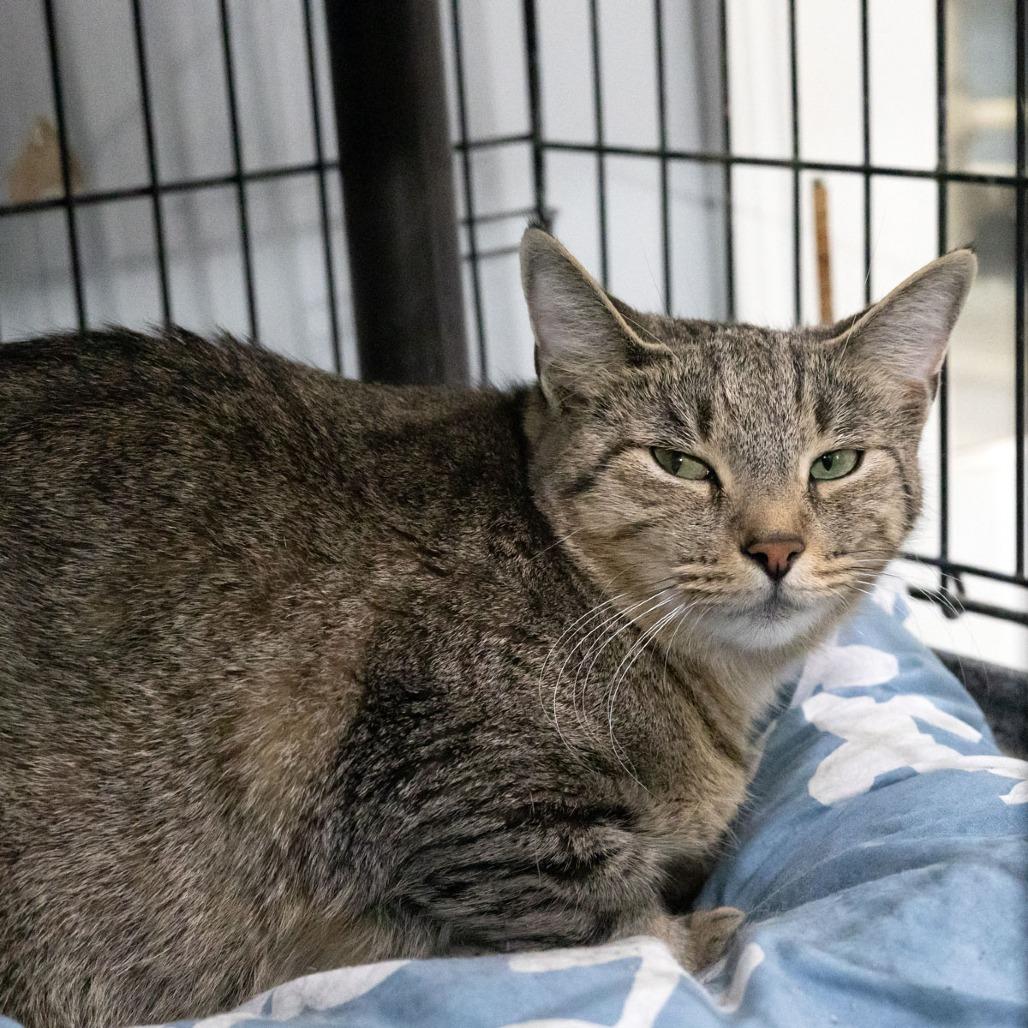 Enlarge Twyla, a Adoptable Domestic Short Hair in McKean, PA image 3/5