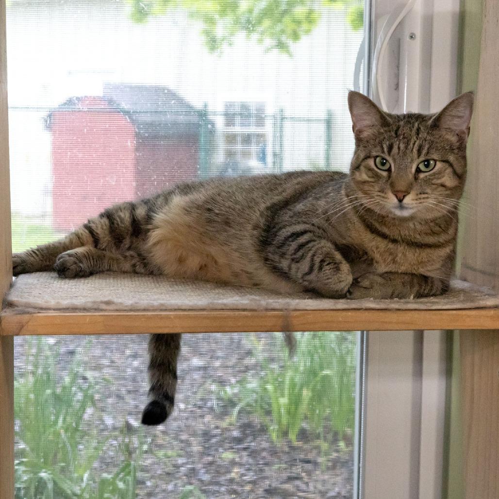 Enlarge Twyla, a Adoptable Domestic Short Hair in McKean, PA image 4/5