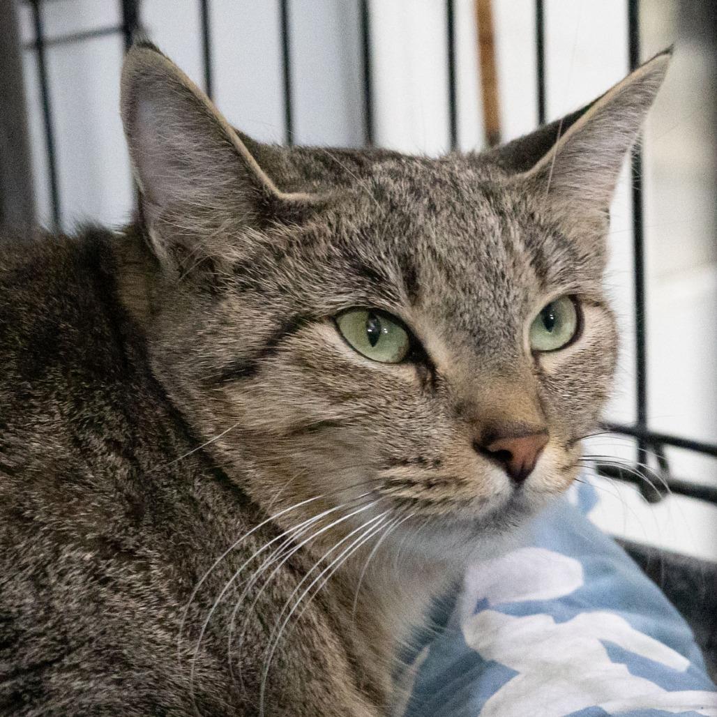 Enlarge Twyla, a Adoptable Domestic Short Hair in McKean, PA image 5/5
