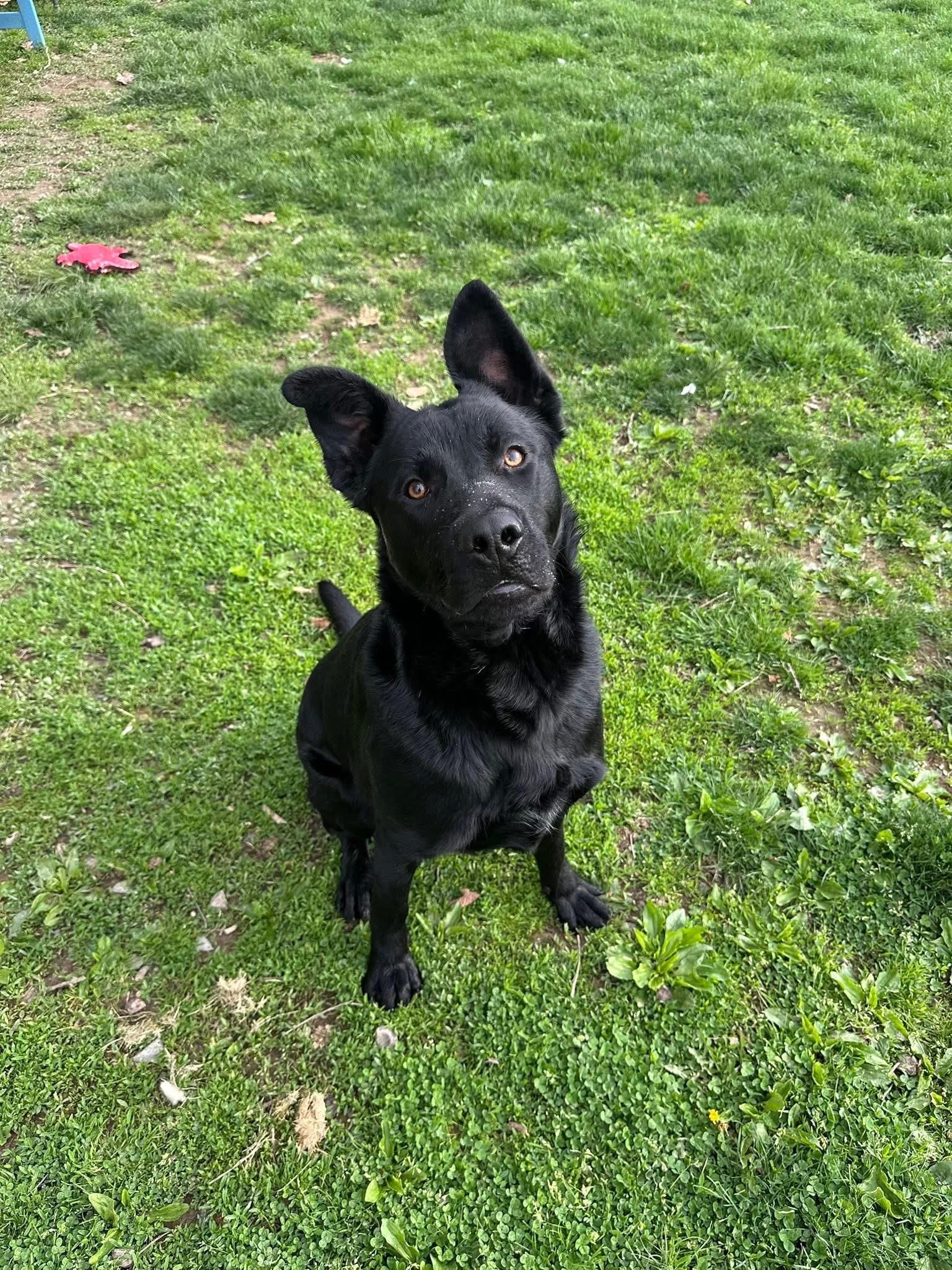 Bruce Lee, an adoptable mixed breed in Myerstown, PA image 5/6