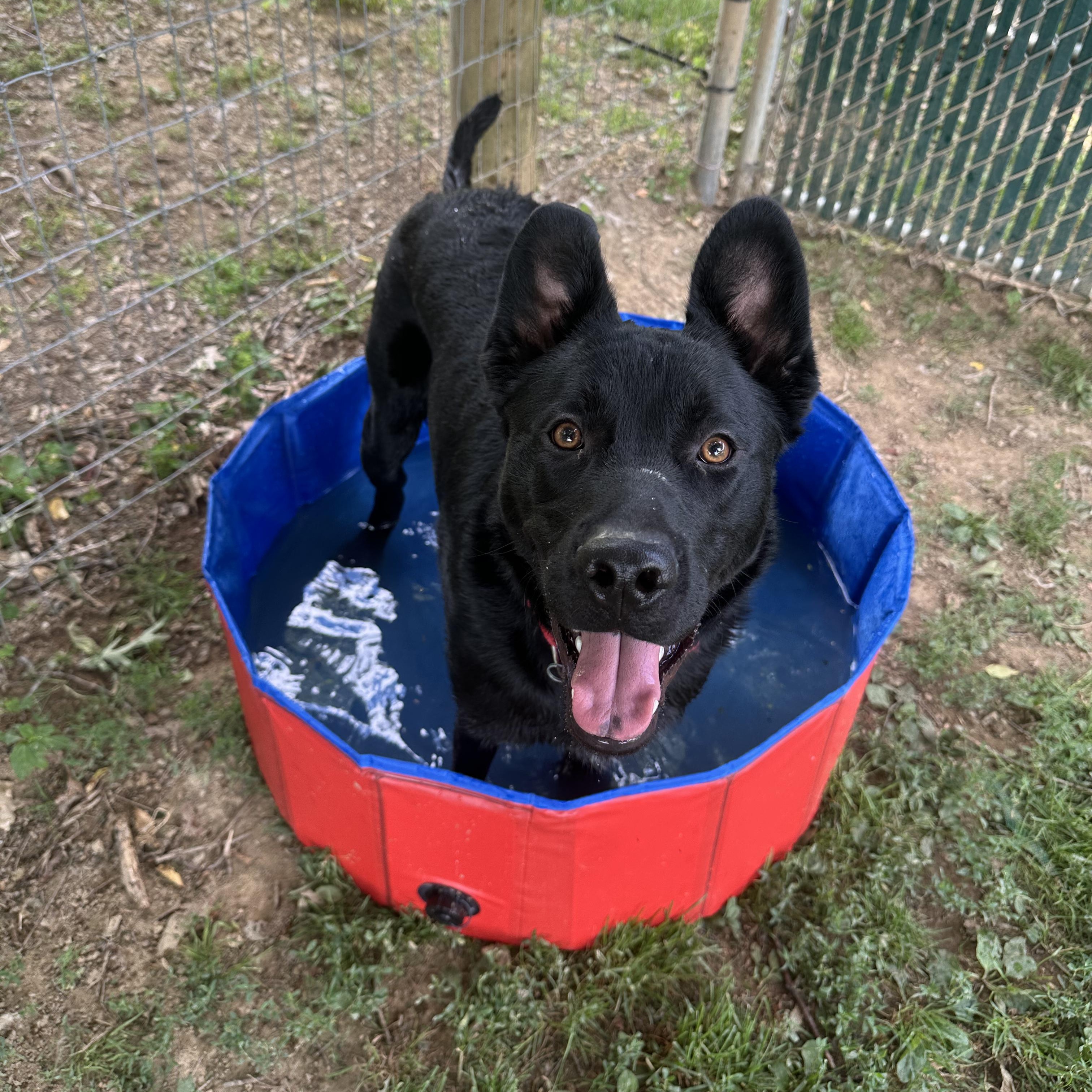 Bruce Lee, an adoptable mixed breed in Myerstown, PA image 6/6