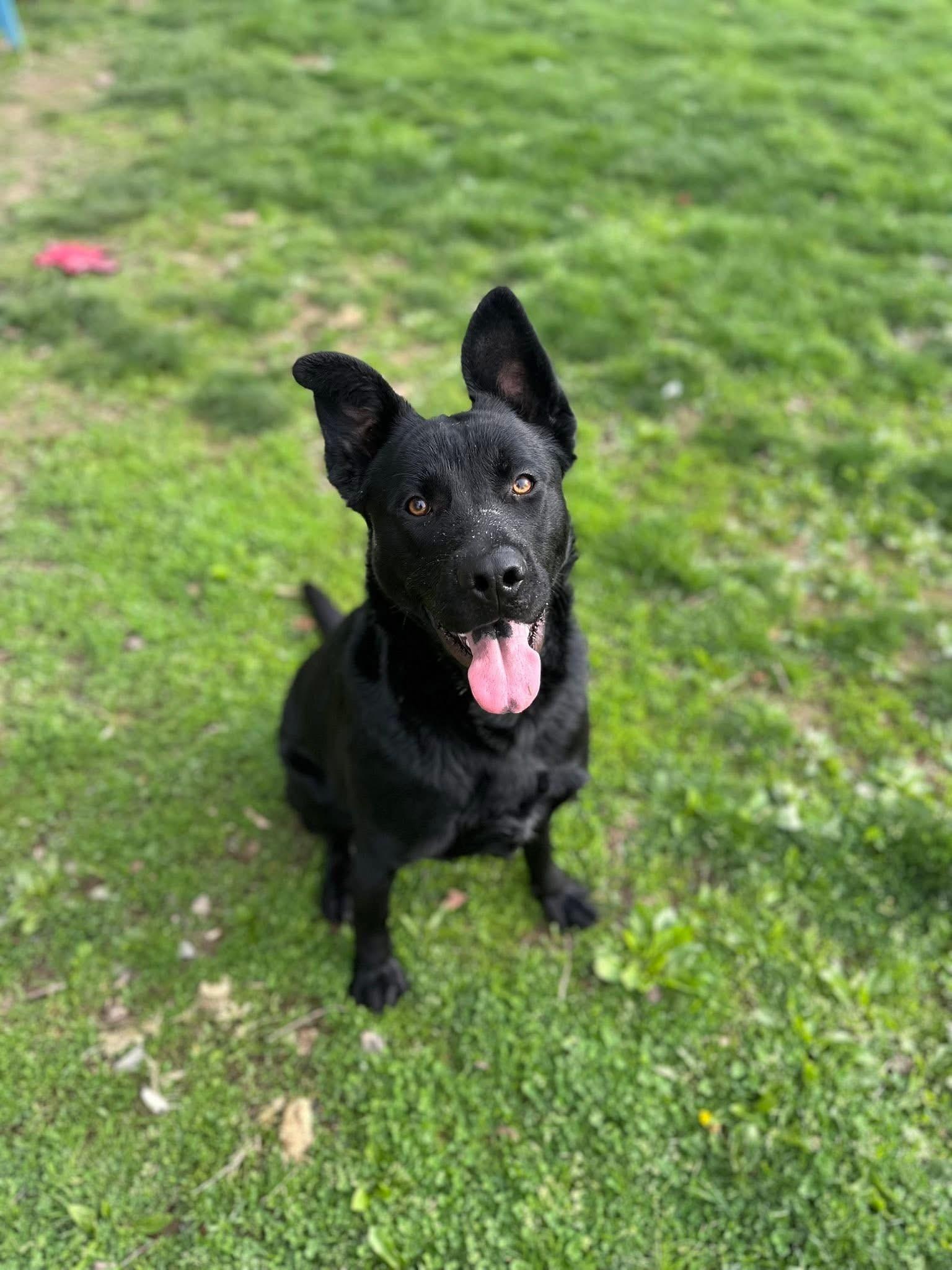 Bruce Lee, an adoptable mixed breed in Myerstown, PA image 3/6