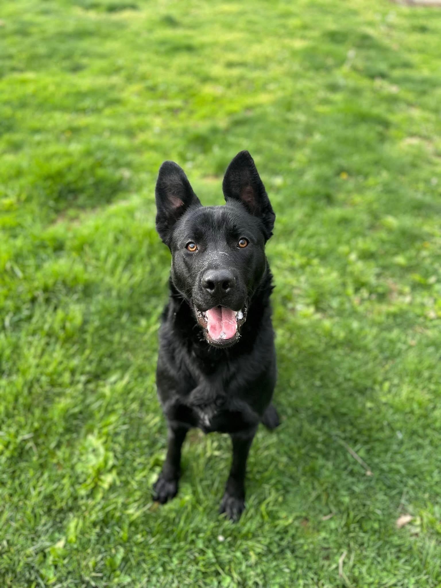 Bruce Lee, an adoptable mixed breed in Myerstown, PA image 1/6