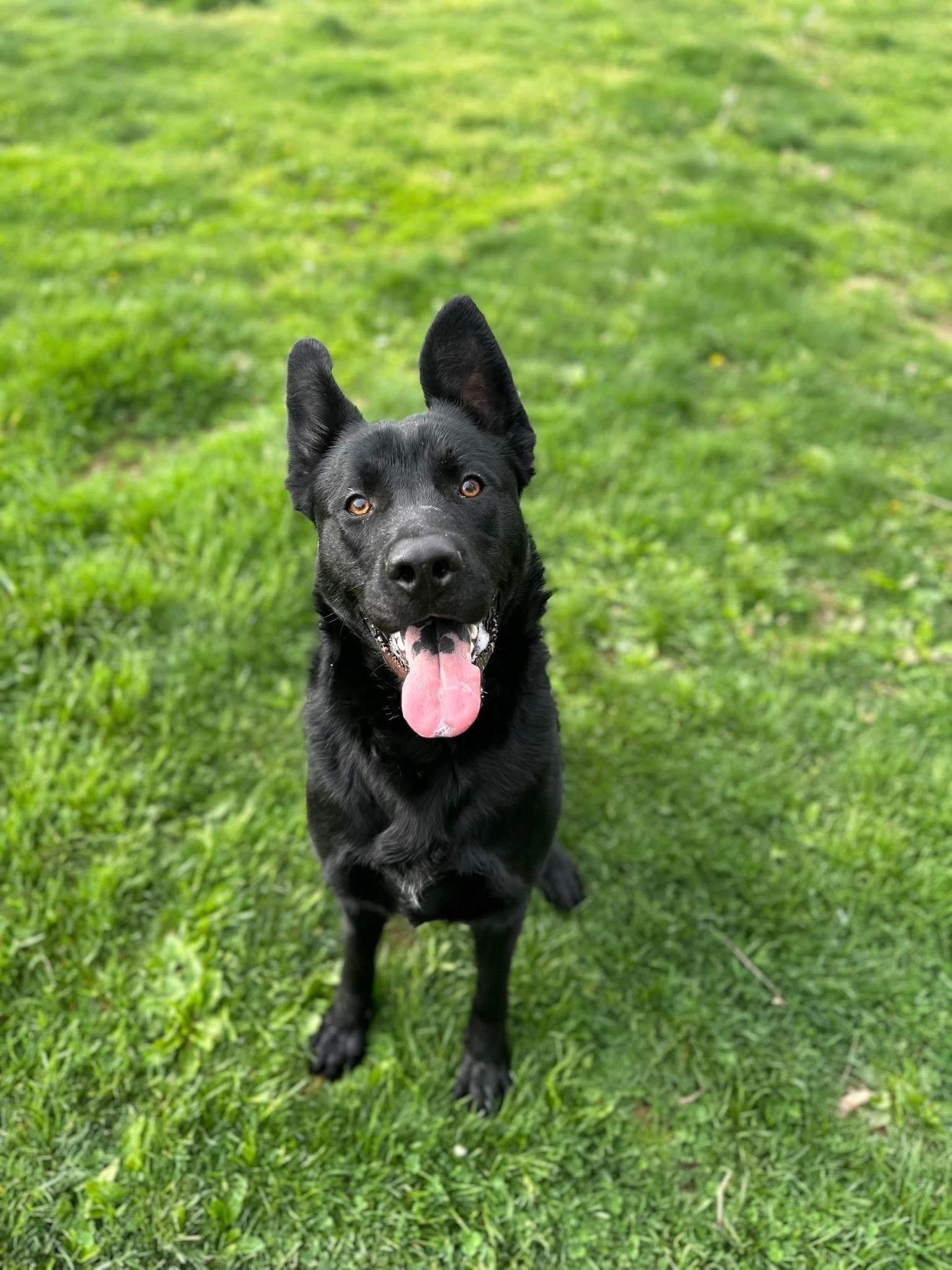 Bruce Lee, an adoptable mixed breed in Myerstown, PA image 4/6