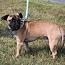 Enlarge Pugsley, a Adoptable mixed breed in Stuarts Draft, VA image 3/3