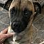 Enlarge Pugsley, a Adoptable mixed breed in Stuarts Draft, VA image 1/3