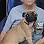Enlarge Pugsley, a Adoptable mixed breed in Stuarts Draft, VA image 2/3
