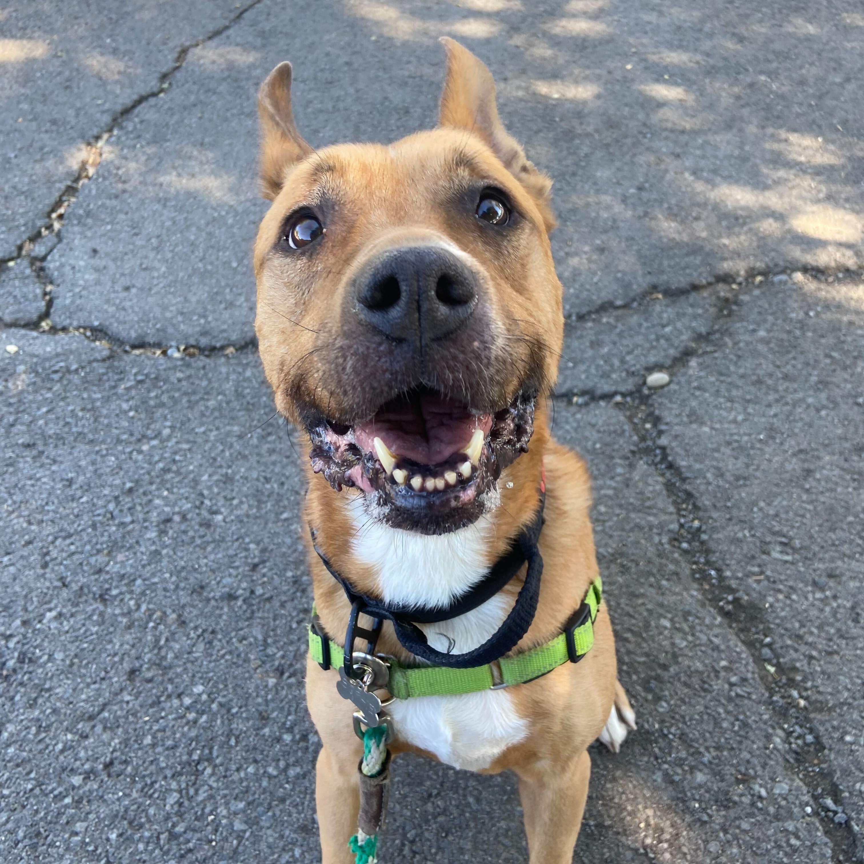 Sophie, a Adopted Pit Bull Terrier in Washoe Valley, NV image 1/2