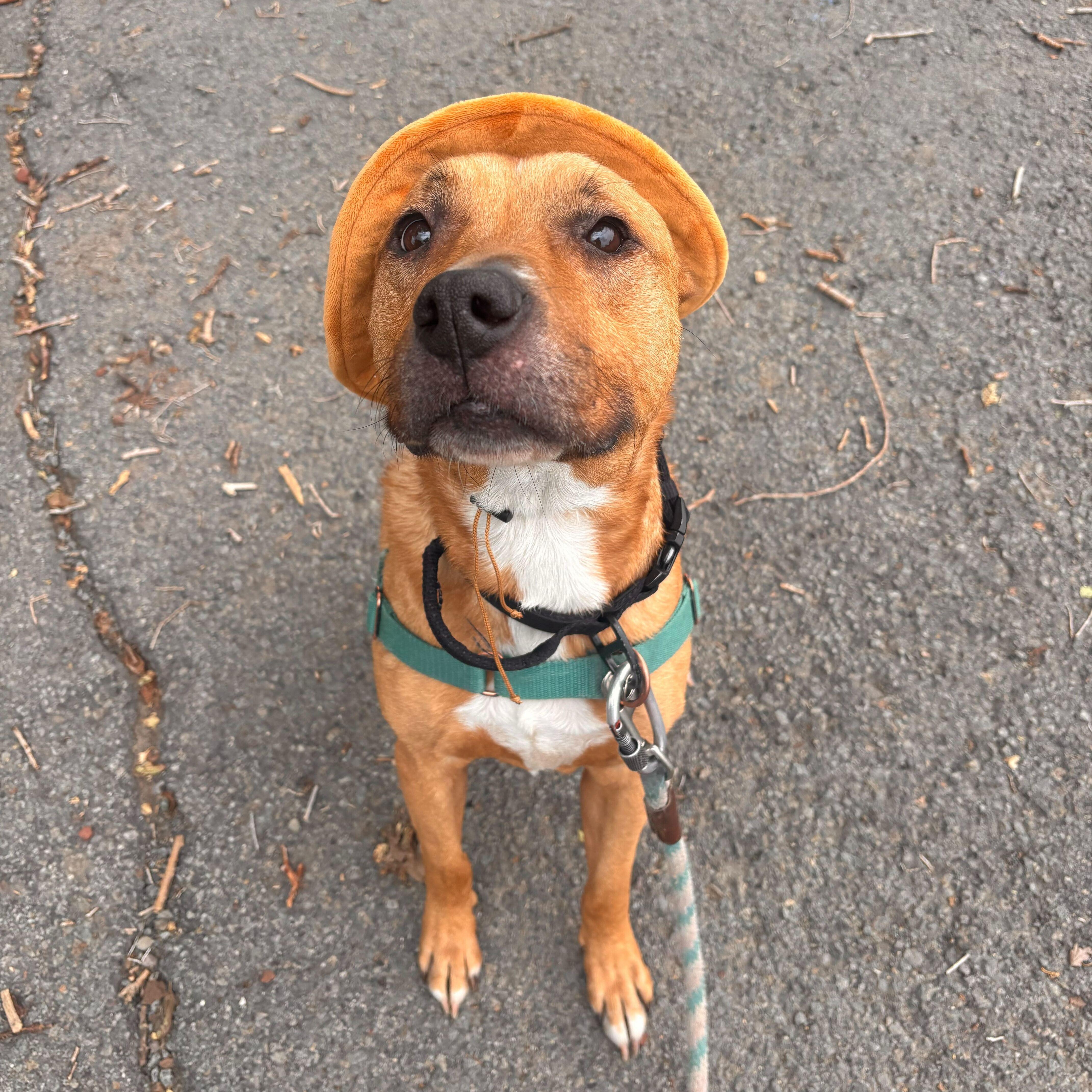 Sophie, a Adopted Pit Bull Terrier in Washoe Valley, NV image 2/2