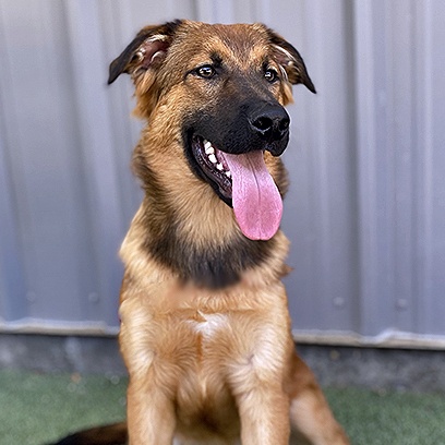 Dillon, Adoptable, Adult Male German Shepherd Dog.
