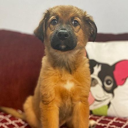 Dillon — thumbnail 2