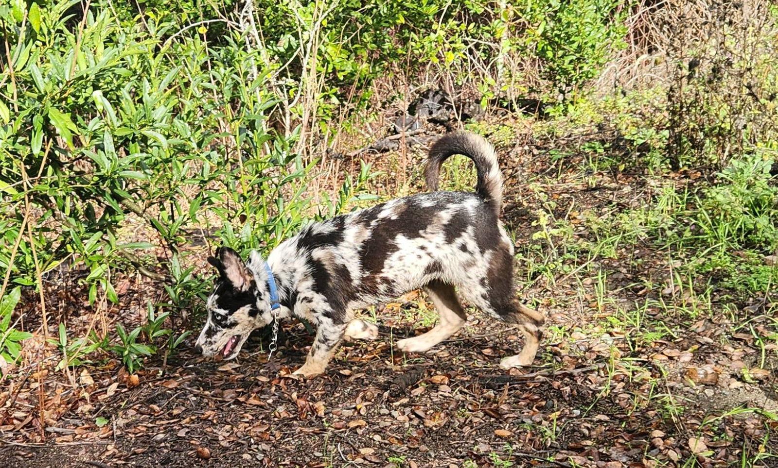 Enlarge Mimi, a Adopted mixed breed in Paso Robles, CA image 1/3