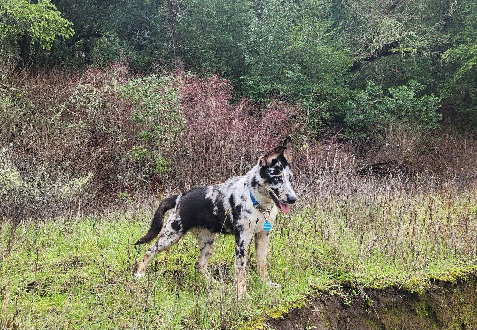 Enlarge Mimi, a Adopted mixed breed in Paso Robles, CA image 2/3