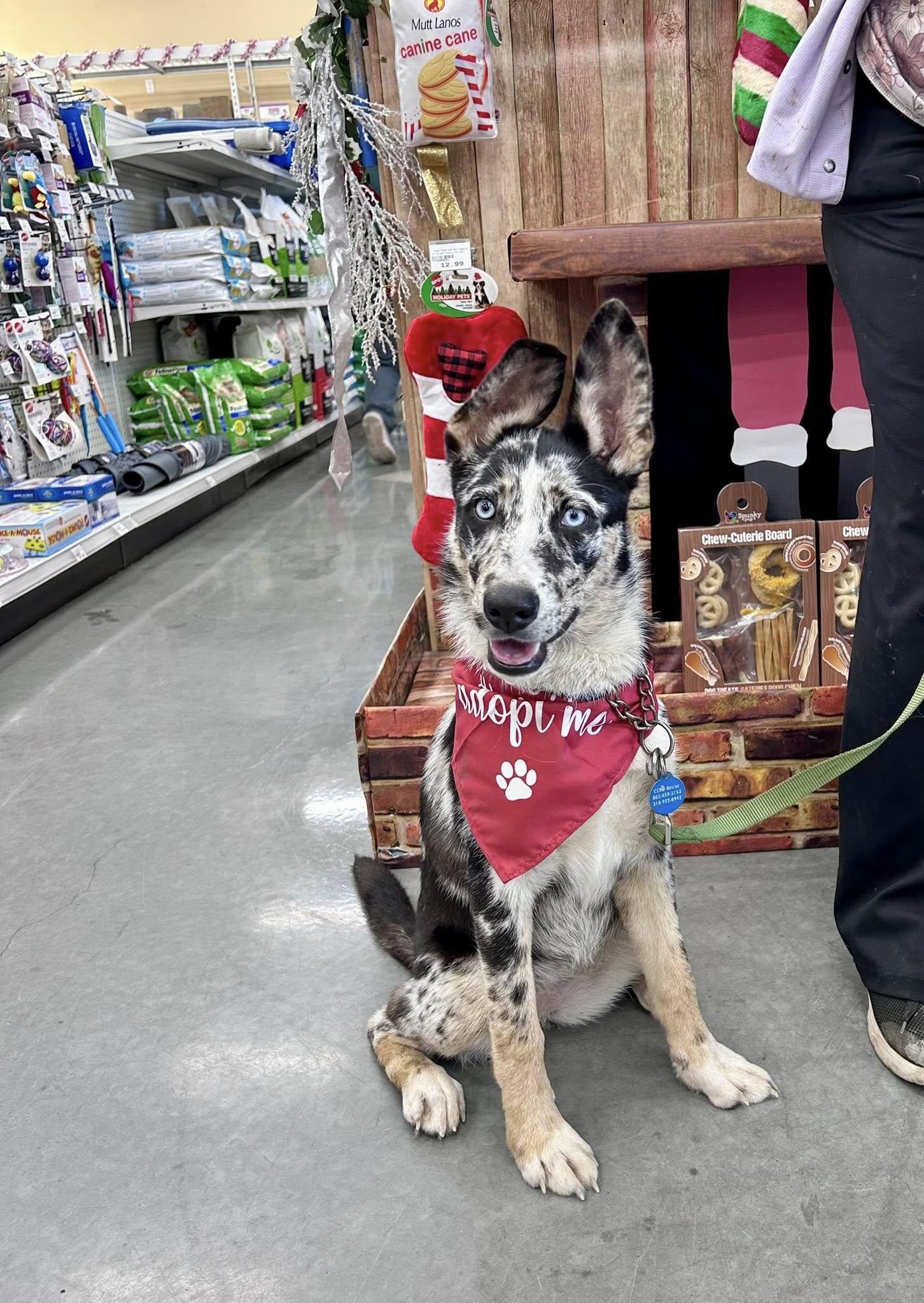 Enlarge Mimi, a Adopted mixed breed in Paso Robles, CA image 3/3