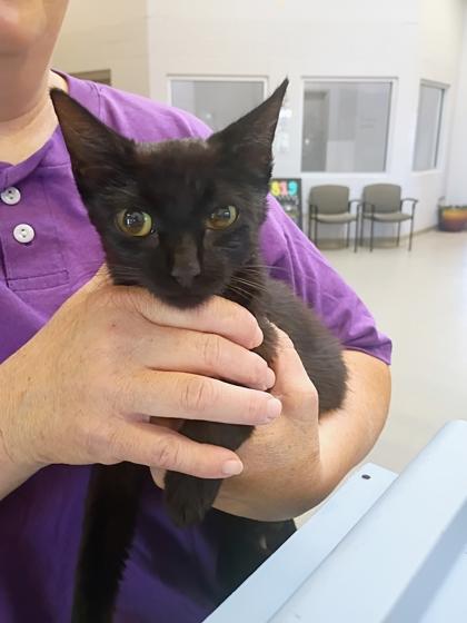 Enlarge Juicebox, a Adoptable mixed breed in Beatrice, NE image 1/1