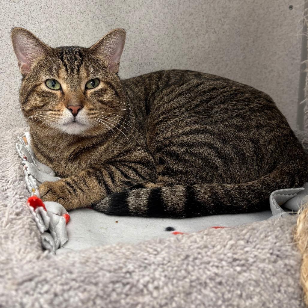 Enlarge Baby Reindeer, a Adoptable Domestic Short Hair in Naperville, IL image 5/6