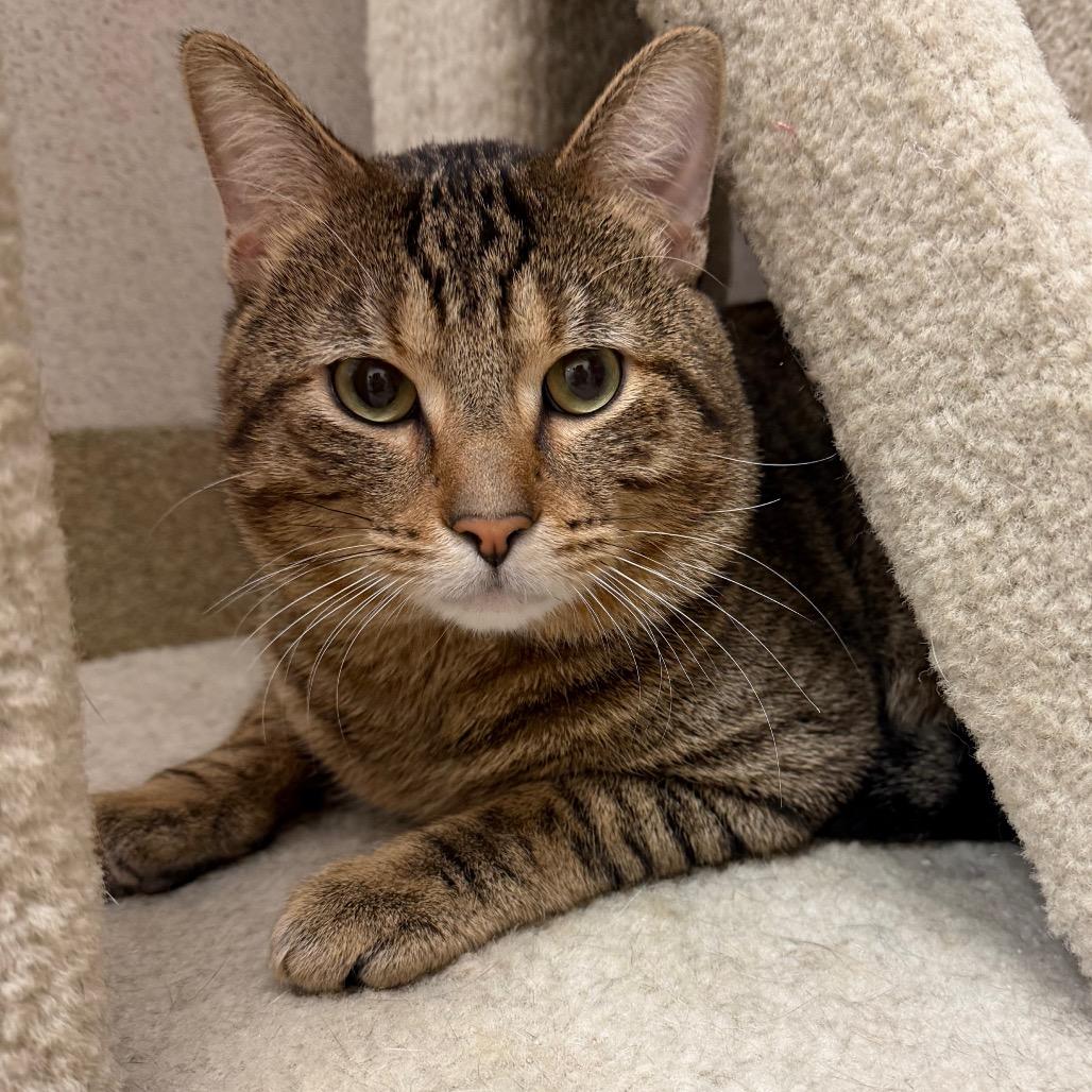 Enlarge Baby Reindeer, a Adoptable Domestic Short Hair in Naperville, IL image 6/6