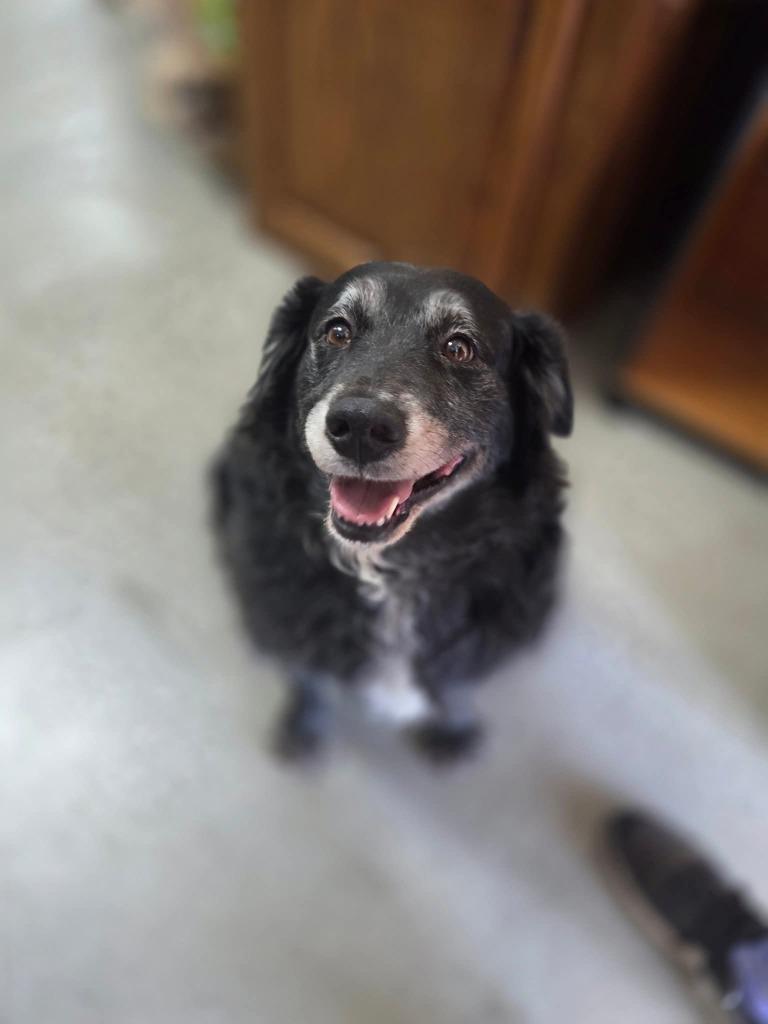 Tank, Adoptable, Adult Male Black Labrador Retriever.