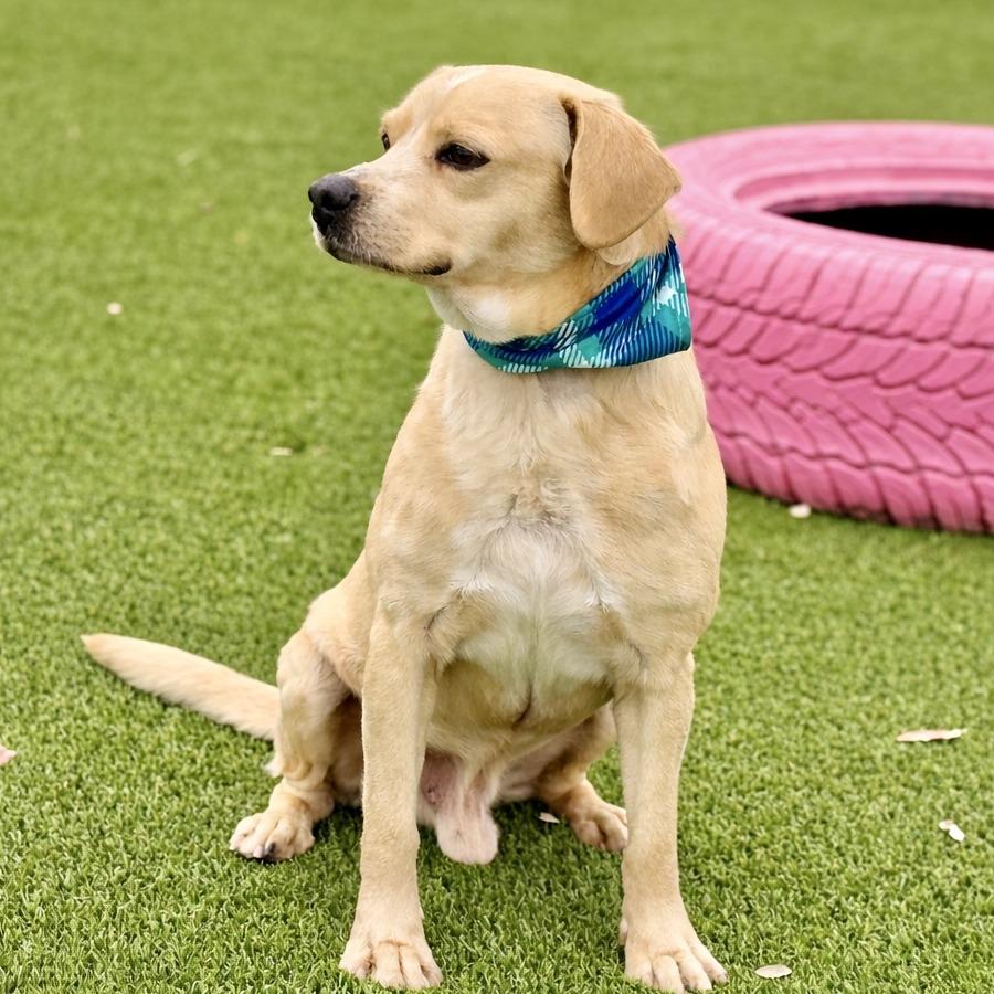 Enlarge Gus-The Smiling Boy from Weslaco, a ADOPTABLE mixed breed in San Antonio, TX image 5/6