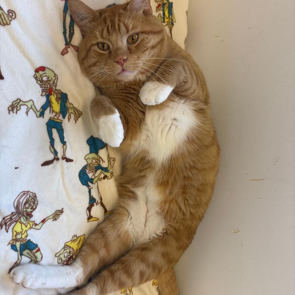 Quesadilla, Adoptable, Adult Male Domestic Short Hair.